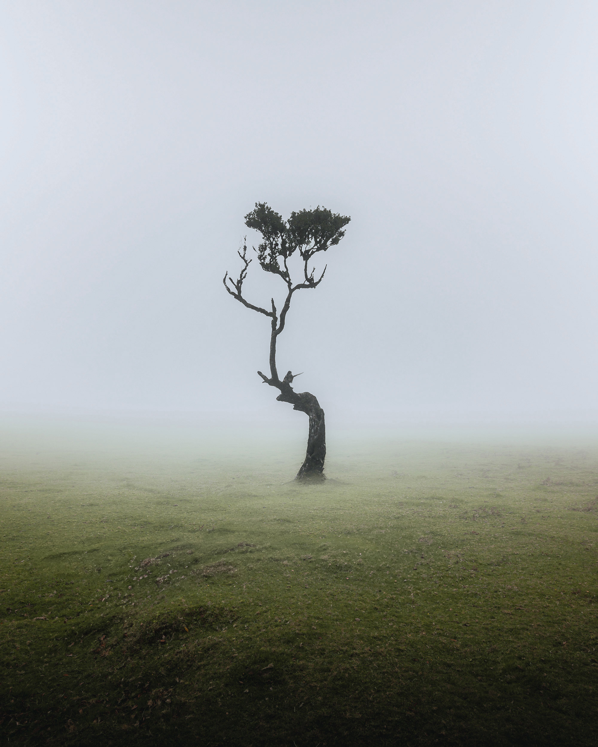 The image features a solitary tree standing in a field surrounded by grass.