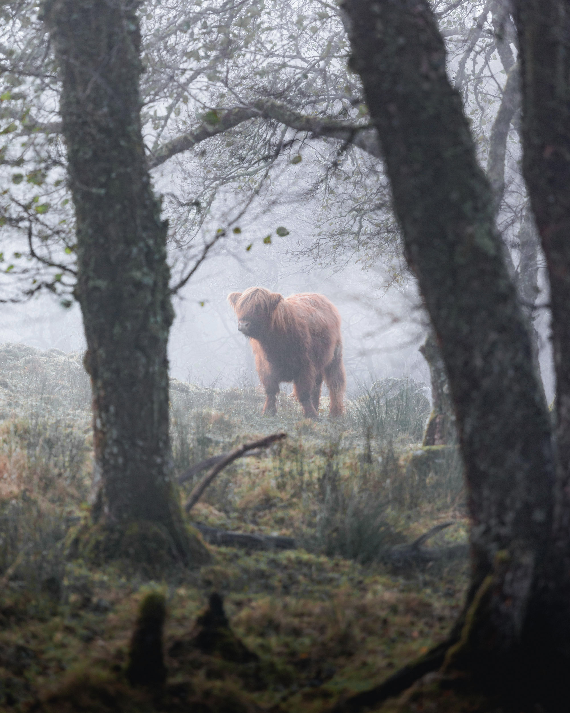 The image depicts a bear standing in the woods, surrounded by trees and grass. It captures the essence of nature with a foggy atmosphere, creating a serene forest landscape. The presence of wildlife emphasizes the beauty of outdoor environments.