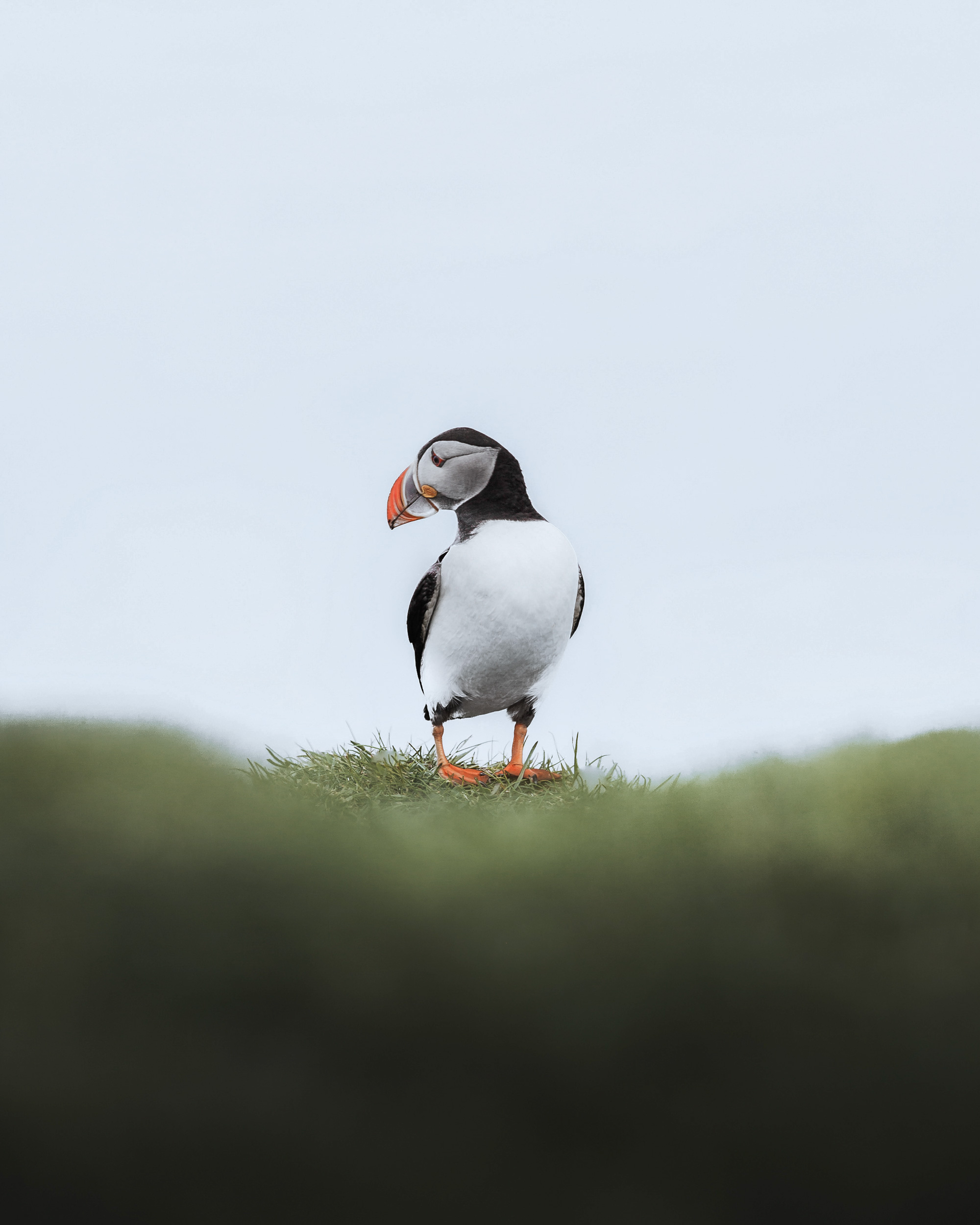 Atlantic Puffin standing on a grassy ledge against a bright, overcast sky in the Faroe Islands.