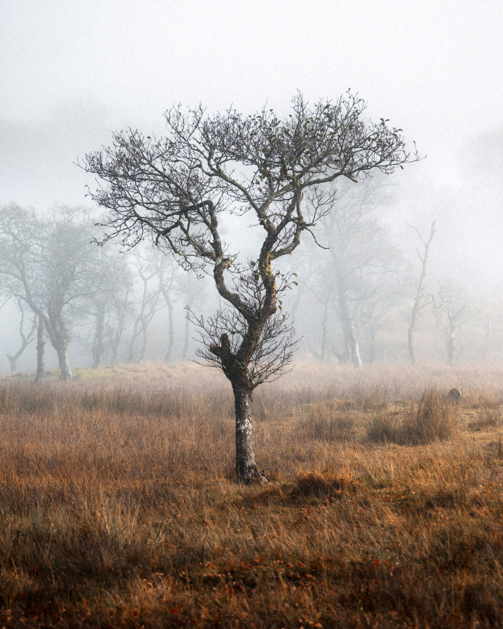 reiner-hofer-scotland-02