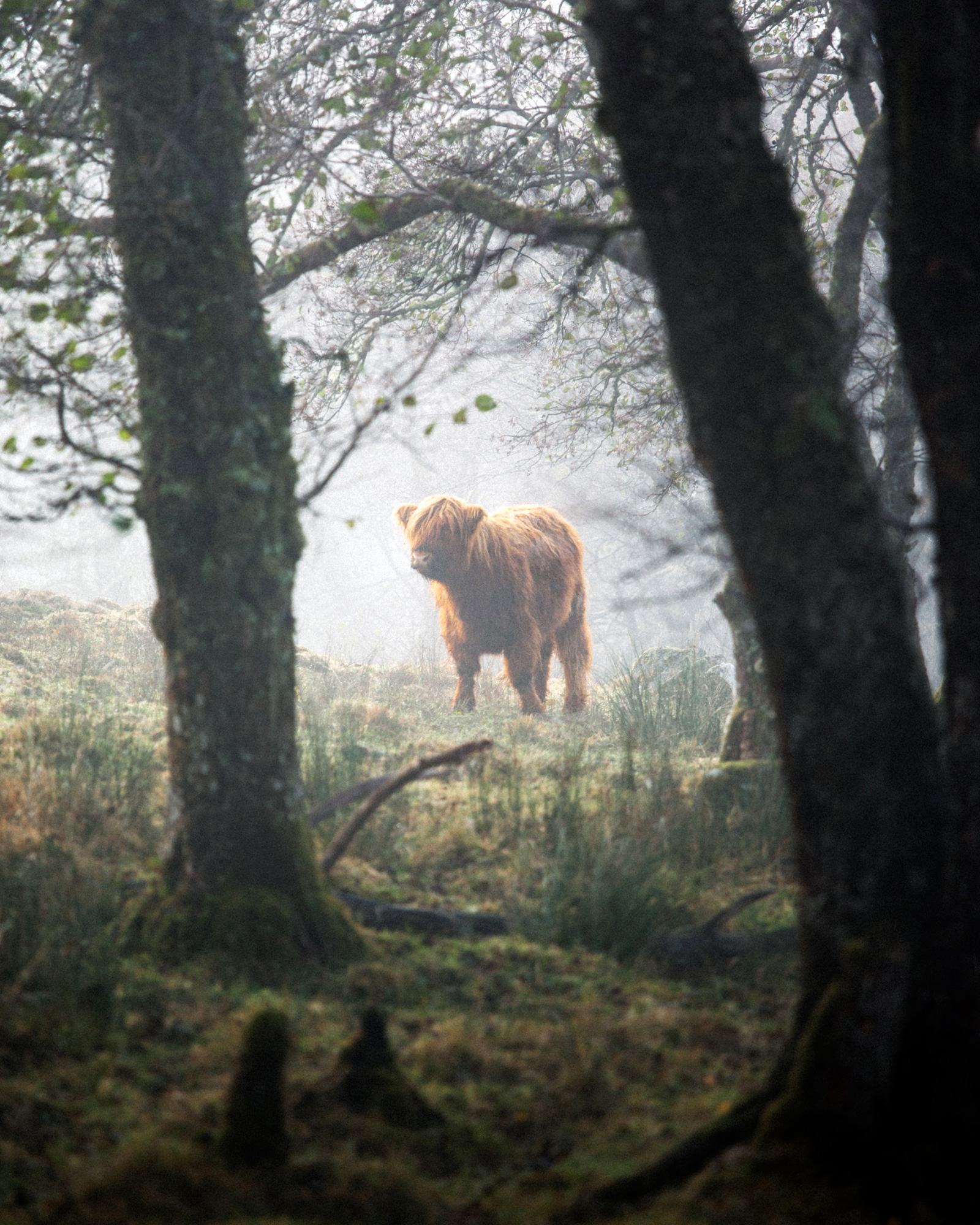 reiner-hofer-scotland-03