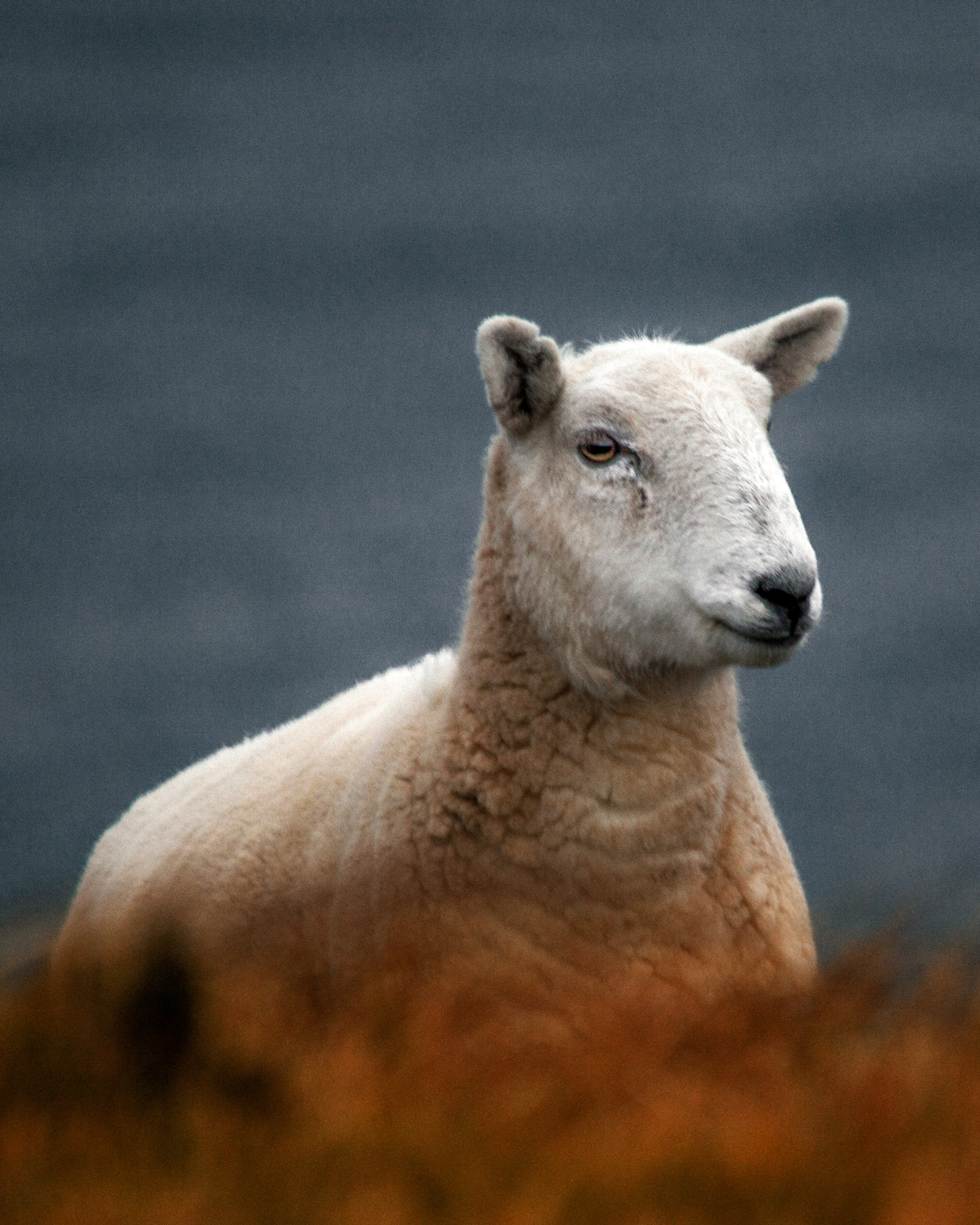 reiner-hofer-scotland-18