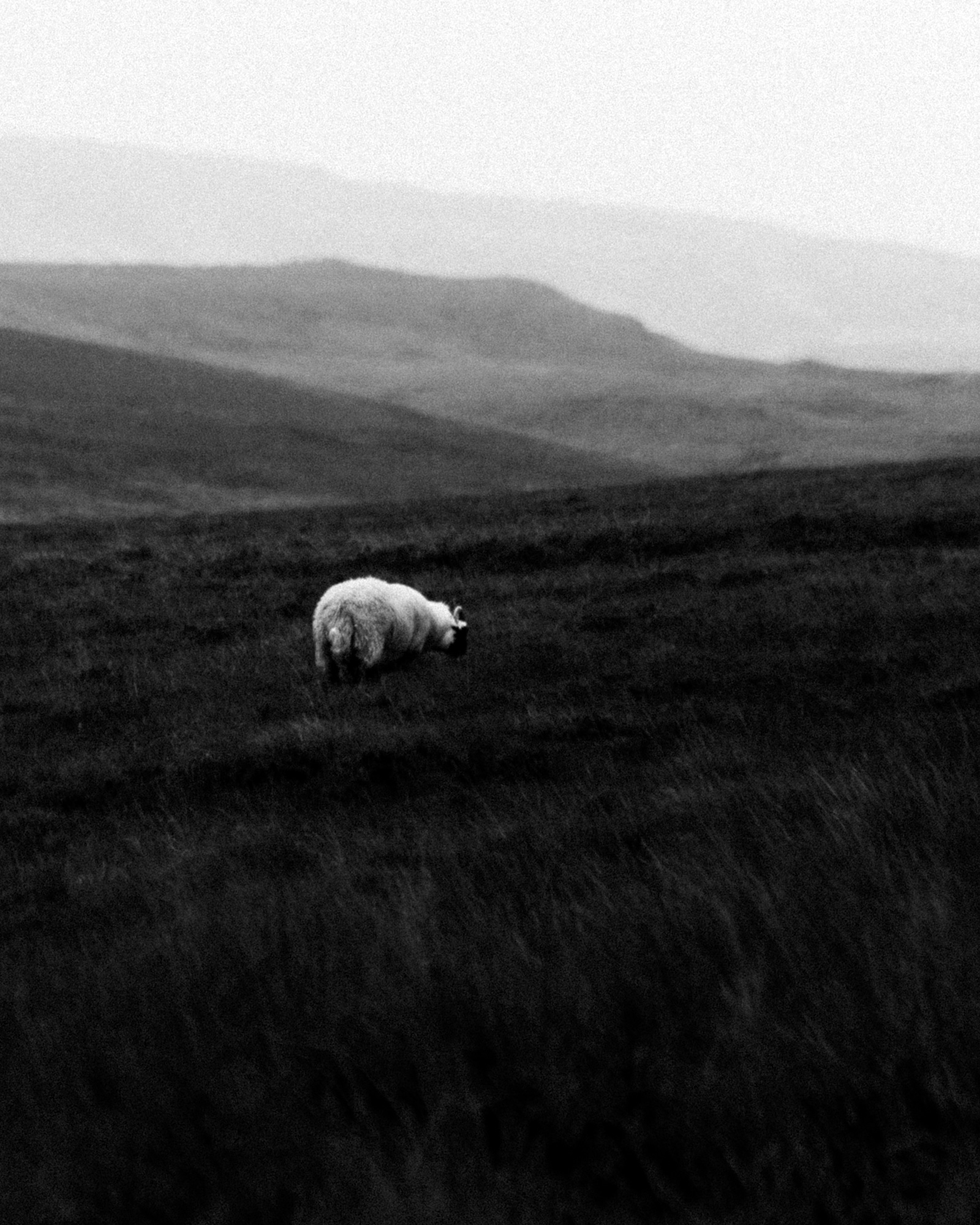 reiner-hofer-scotland-19