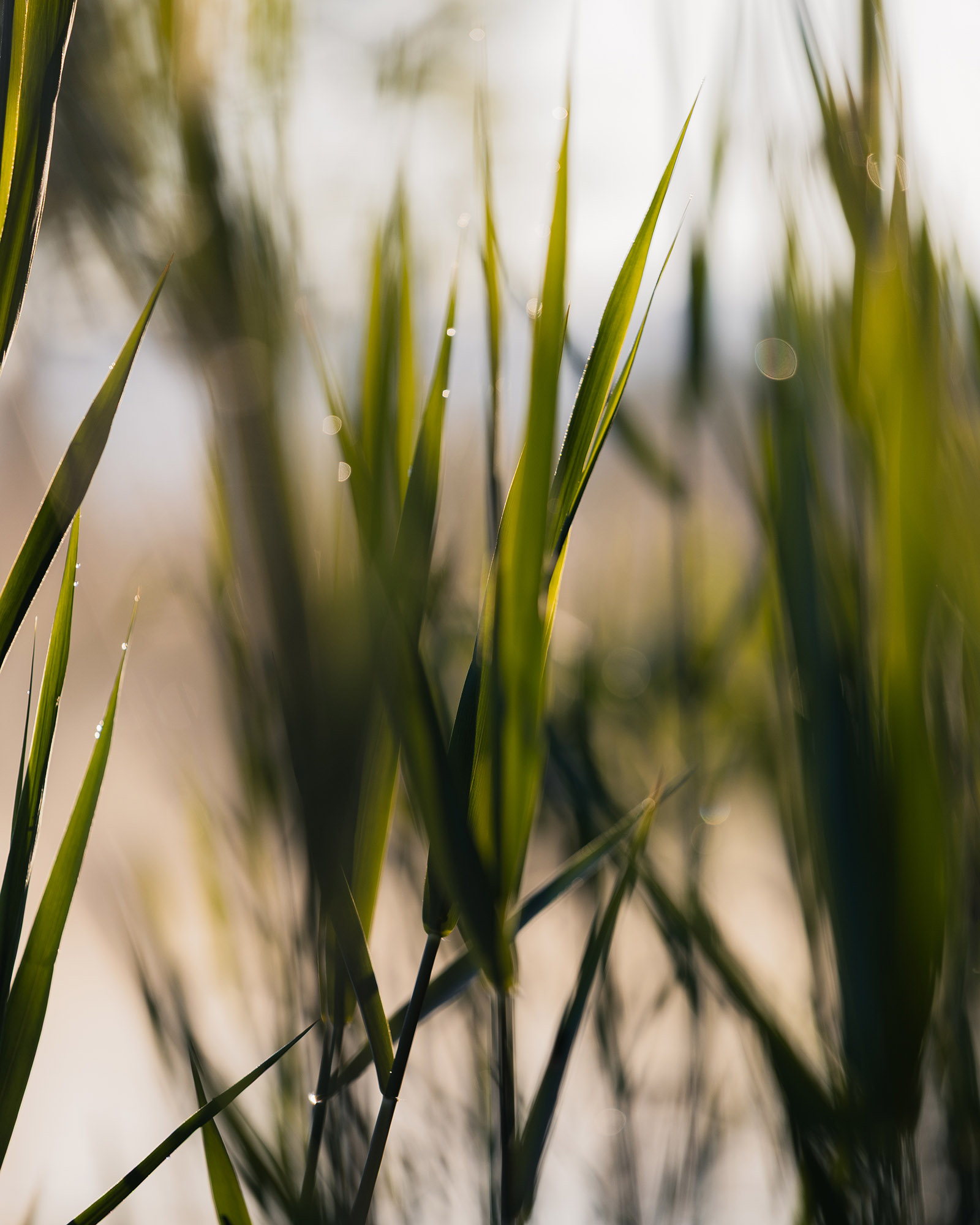 reiner-hofer-kochelsee-7