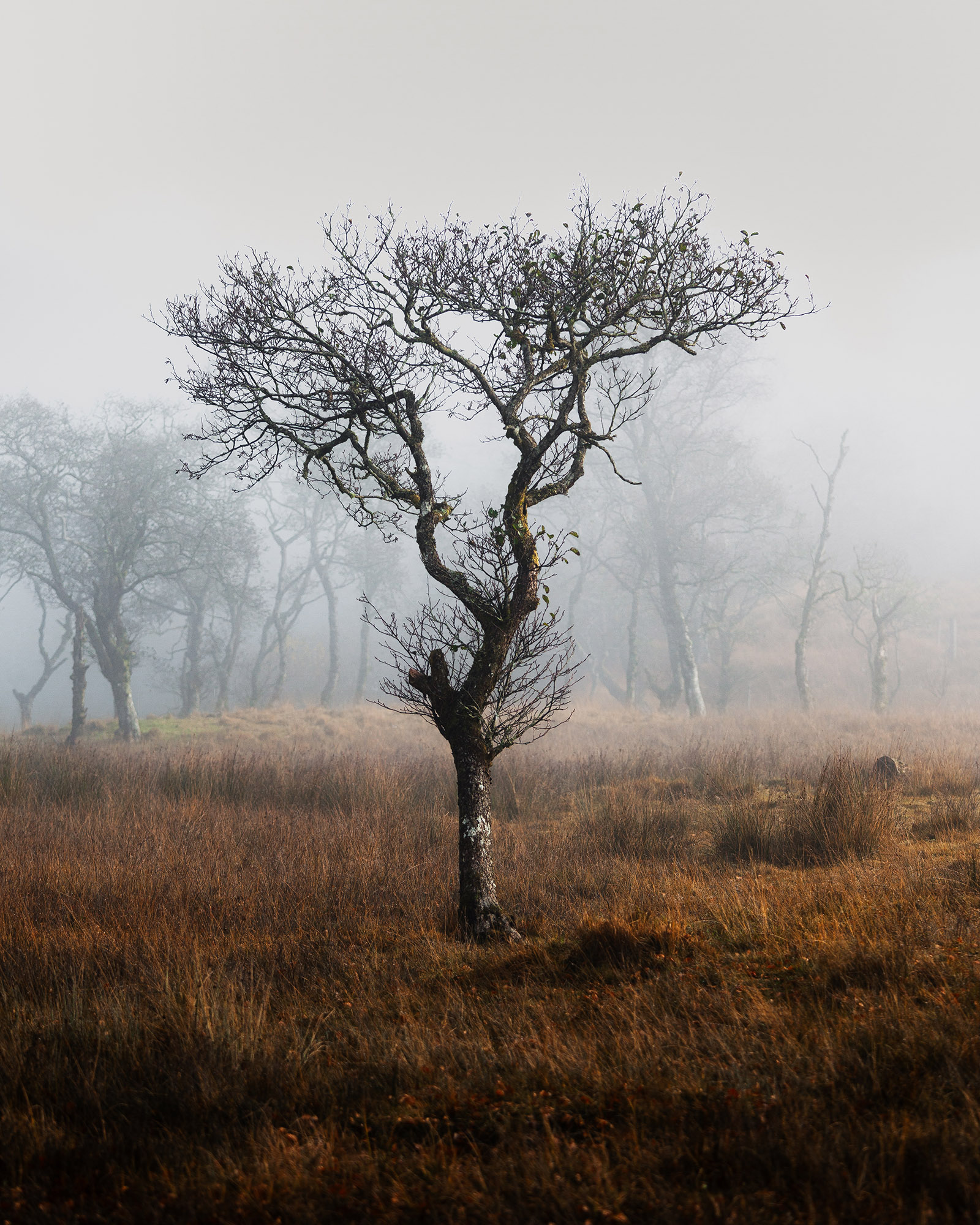 reiner-hofer-scotland-14